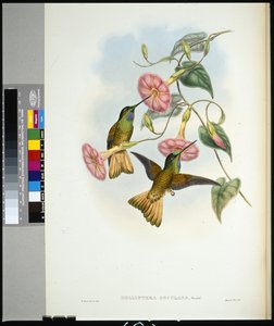 Buffschwanz-Sternfrontlet (Helianthea osculans) von John (after) Gould