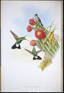 Buffons Plumeleteer (Hypuroptila Buffoni) von John (after) Gould