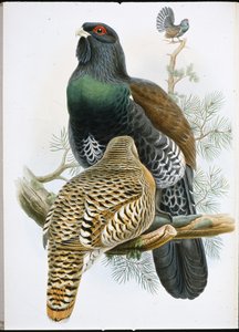 Auerhuhn
