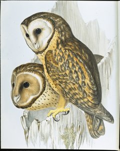 Kastaniengesicht-Eule (Strix Castanops)