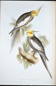 Kakadu-Sittich (Nymphicus Novae-Hollandiae) von John (after) Gould