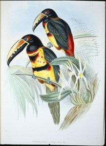 Halsband-Aracari (Pteroglossus Torquatus)