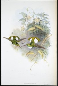 Conrads Inka von John (after) Gould