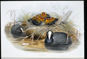 Blässhuhn (Fulica Atra) von John (after) Gould