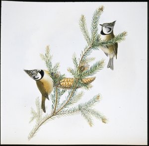 Haubenmeise (Parus Cristatus) von John (after) Gould