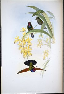 De Rhams Granat (Lamprolaima Rhami) von John (after) Gould