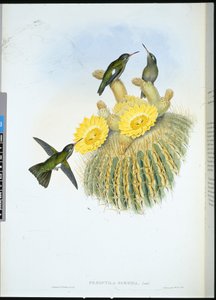 Dunkler Kolibri