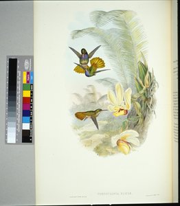 Elicias Goldschwanz (Chrysuronia Eliciae) von John (after) Gould