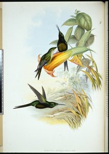 Kaiserin-Kolibri (Eugenia Imperatrix)