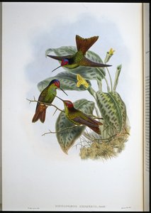 Ecuadorianischer Regenbogen (Diphlogaena Hesperus) von John (after) Gould