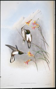 Estellas Bergstern-Kolibri (Oreotrochilus Estella)