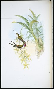 Abendkolibri