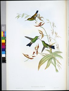 Felicias Erythronote (Erythronota Feliciae)