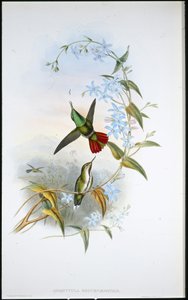 Feuerschwanz-Avocet von John (after) Gould