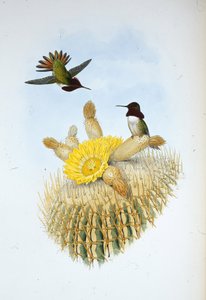 Floresis Flammen-Träger (Selasphorus floresii) von John (after) Gould