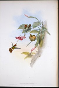 Fransenelfe