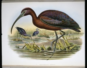 Glänzender Ibis