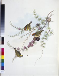 Wintergoldhähnchen (Regulus Regulus) von John (after) Gould