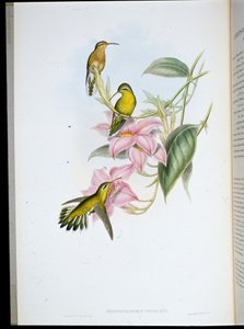 Goldkehl-Kolibri (Chrysobronchus Viriscens) von John (after) Gould