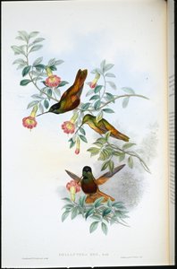 Goldener Sternfrontlet (Helianthea Eos) von John (after) Gould