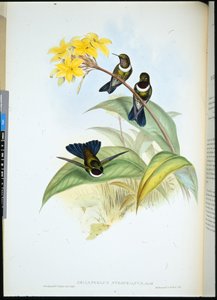 Gorgeted Sonnenengel (Heliangelus Strophianus)