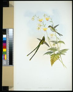 Graziöser Zugvogel (lesbia gracilis) von John (after) Gould