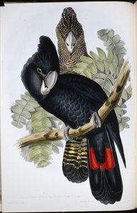 Großschnabel-Schwarz-Kakadu (Calyptorhynchus Macrorhynchus) von John (after) Gould