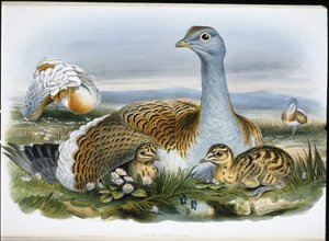Großtrappe (Otis Tarda) von John (after) Gould