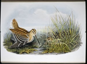 Großer Schnepfenvogel (Gallinaco Major)