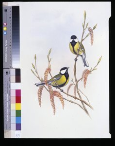 Kohlmeise (Parus Major) von John (after) Gould