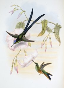 Großer Gabelschwanz-Kolibri (Hylonymphia Macrocerca)