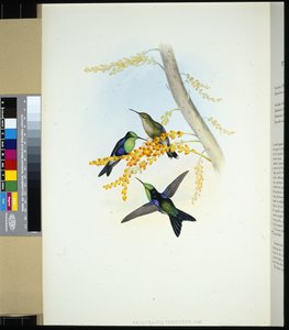 Grün-gekrönter Panoplites (thalurania verticeps)