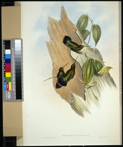 Grünstirn-Lanzenbillschnabel (handkolorierte Lithografie)