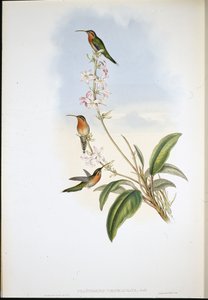 Grünschwanz-Einsiedler (Phaethornis Viridicaudata) von John (after) Gould
