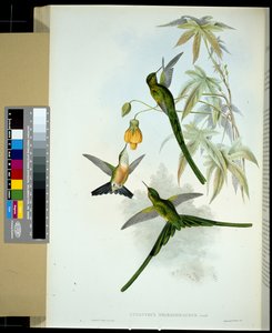 Grünschwanz-Nymphe (cynanthus smaragdicaudus)