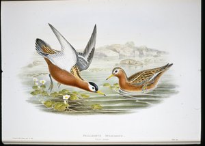 Thorshühnchen (Phalaropus Fulicarius) von John (after) Gould