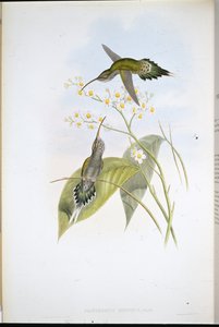 Haariger Einsiedler (Phaethornis Hispidus)