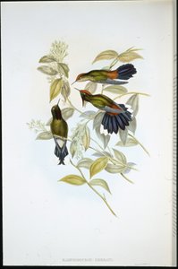 Herrans Dornschwanz von John (after) Gould