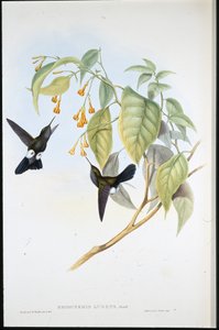 Graufuß-Puffbein (Eriocnemis Lugens) von John (after) Gould