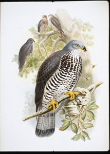 Wespenbussard (Pernis Apiuorus)