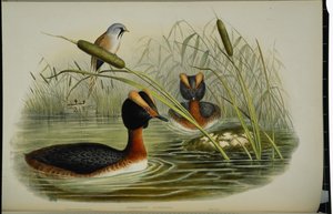 Ohrentaucher (Podiceps Auritus)