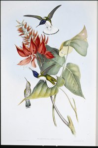 Jakobin (Florisuga Mellivora)