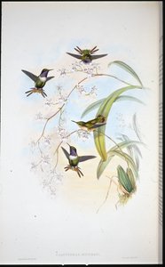 Jourdans Waldstern (Calothorax Jourdani)