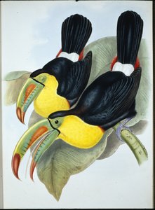Fischertukan