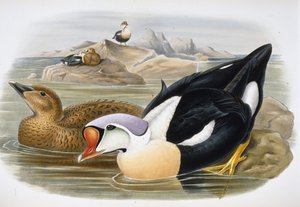 Königseiderente (Somateria Spectabilis)