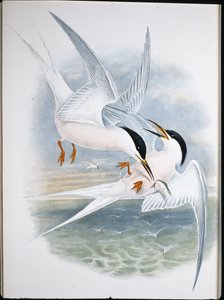 Rotmilan (Milvus Regalis)