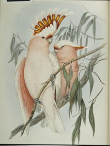Leadbeaters Kakadu von John (after) Gould