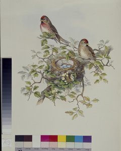 Birkenzeisig (Aegiothus Rufescens)