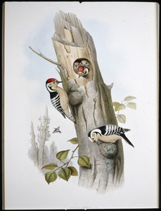 Kleinspecht von John (after) Gould