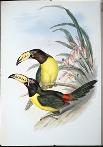Beschrifteter Aracari